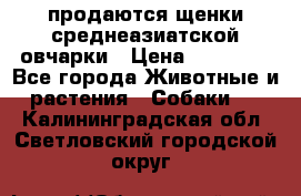 продаются щенки среднеазиатской овчарки › Цена ­ 30 000 - Все города Животные и растения » Собаки   . Калининградская обл.,Светловский городской округ 